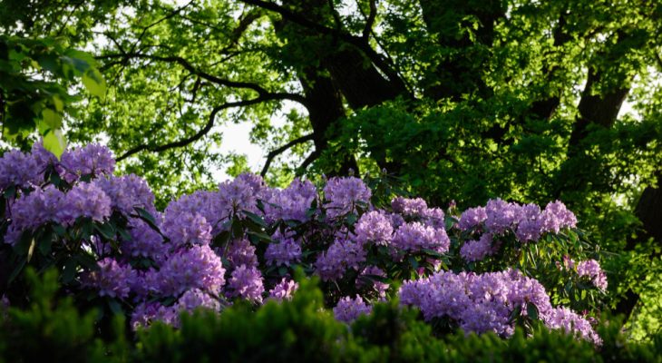 Liliacul japonez: un arbust decorativ impresionant