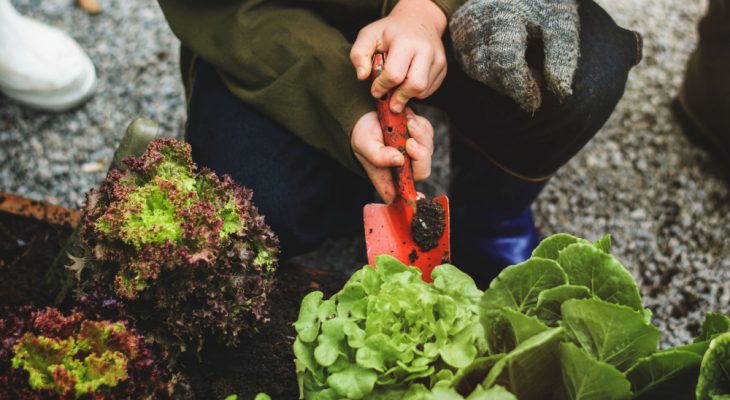 Ghid pentru începători în cultivarea legumelor acasă
